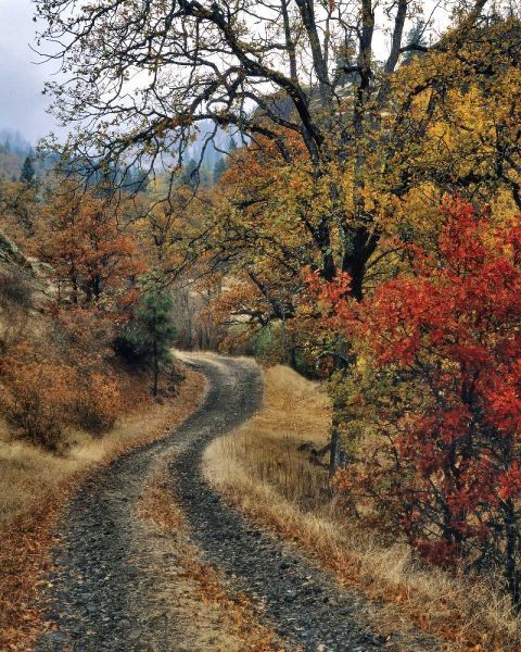 WA, Columbia Gorge NSA Road and autumn oaks